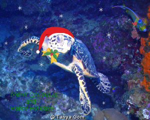 This little guy (hawksbill turtle) is one of my favorites... by Tanya Goni 
